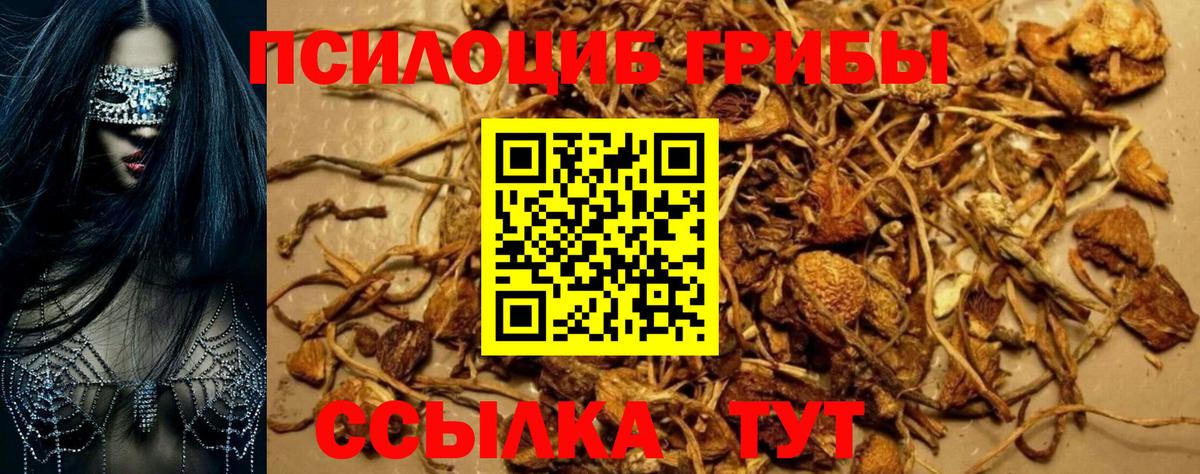Псилоцибиновые грибы Psilocybine cubensis  Вход с VPN  Тында 